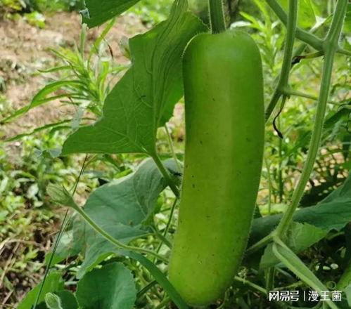 瓠瓜瓠子怎么吃,探索多样食用方法