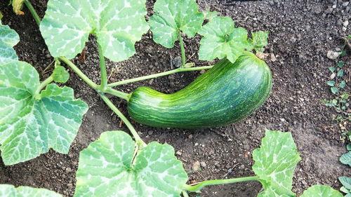 瓠瓜瓠子怎么吃,探索多样食用方法