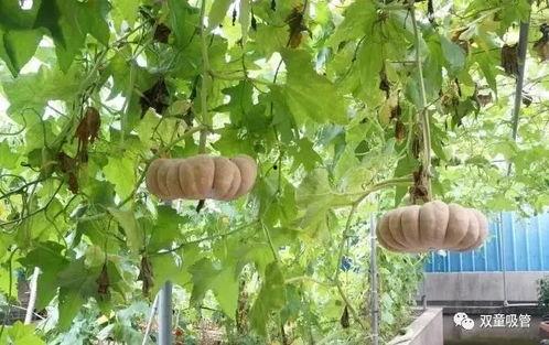 江西工业吃瓜,吃瓜群众眼中的崛起与变革