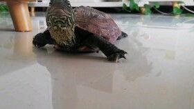 抱着乌龟吃瓜,抱龟吃瓜的奇妙体验