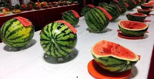 富西公寓吃瓜,揭秘吃瓜群众的狂欢盛宴