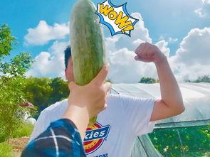 吃瓜照去年今年,回顾与展望