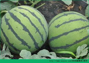 临沂最新吃瓜新闻事件,真相竟如此惊人！