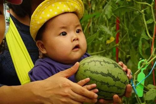 吃瓜金的图片,网红美食背后的故事