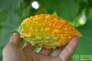 吃瓜金的图片,网红美食背后的故事