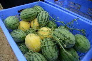 吃瓜金的图片,网红美食背后的故事