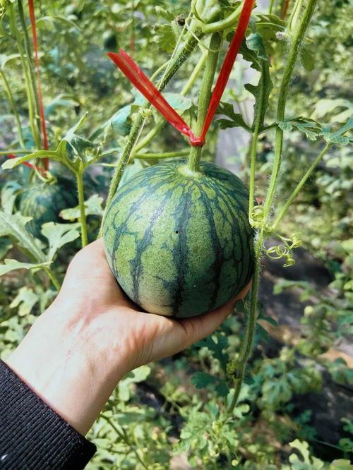 简七七吃瓜,揭秘娱乐圈背后的那些事儿