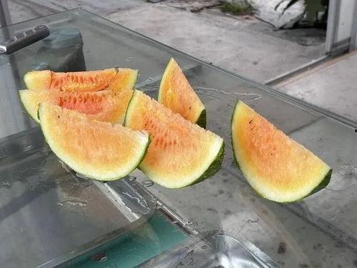 morris自由吃瓜,揭秘网络红人的轻松生活