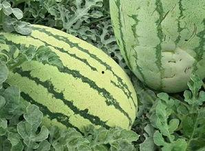 胡篓瓜怎么吃,解锁美味新体验