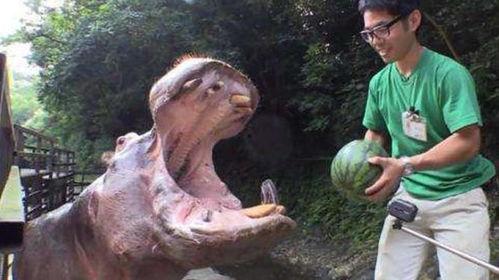 河马吃梨瓜,梨瓜的诱惑之旅