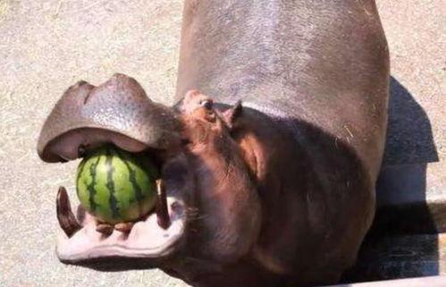 河马吃梨瓜,梨瓜的诱惑之旅