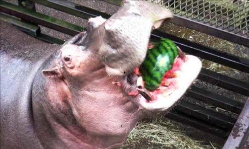 河马吃梨瓜,梨瓜的诱惑之旅