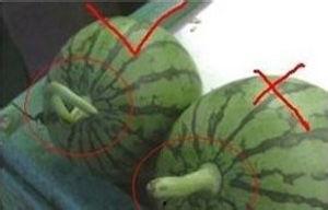 问答吃瓜,问答吃瓜背后的真相与八卦