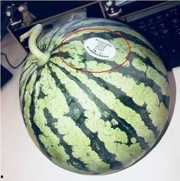 丹阳网红吃瓜,揭秘网络舆论背后的真相