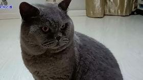 吃瓜学妹胖猫,一场趣味横生的校园生活记