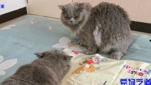 吃瓜学妹胖猫,一场趣味横生的校园生活记