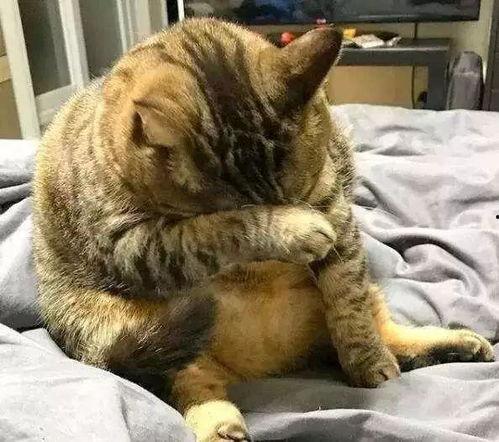 吃瓜学妹胖猫,一场趣味横生的校园生活记