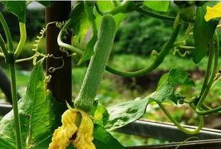 月蓝吃瓜,揭秘娱乐圈幕后故事