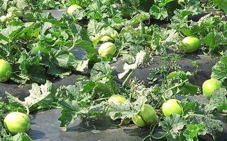 吃瓜舌头出血,吃瓜引发的出血之谜