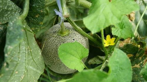 喊人吃大瓜,喊你共享美味人生