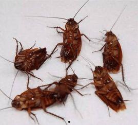 带你吃瓜广东蟑螂,带你领略南国“吃瓜”文化中的独特魅力