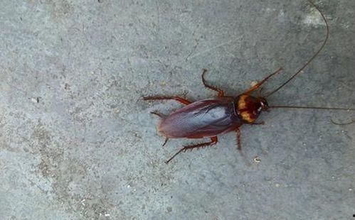 带你吃瓜广东蟑螂,带你领略南国“吃瓜”文化中的独特魅力