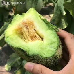 吃瓜不圢洋,网络热词背后的文化现象