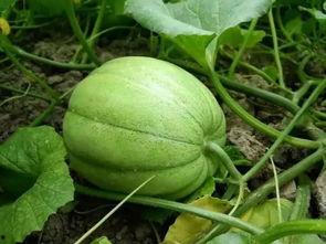 脆小瓜怎么吃,轻松解锁美味新体验