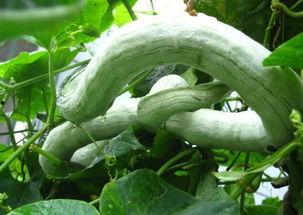 婆婆吃蛇瓜后续,一场味蕾与传统的邂逅