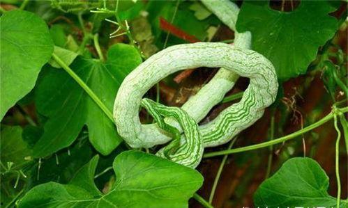 婆婆吃蛇瓜后续,一场味蕾与传统的邂逅