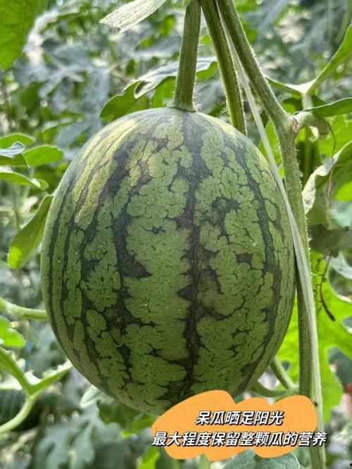 吃瓜皇帝的瓜,宫廷秘闻背后的瓜田传奇