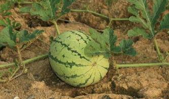 吃瓜皇帝的瓜,宫廷秘闻背后的瓜田传奇