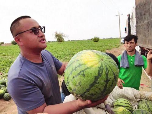 程龙吃瓜,揭秘娱乐圈幕后故事