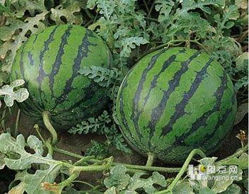 吃瓜吃的有点饱,揭秘娱乐圈的甜蜜与苦涩