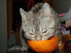 吃瓜视频小逗逗,趣味横生的欢乐时光