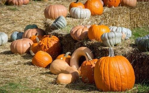 官房吃瓜,揭秘官房吃瓜背后的权力博弈