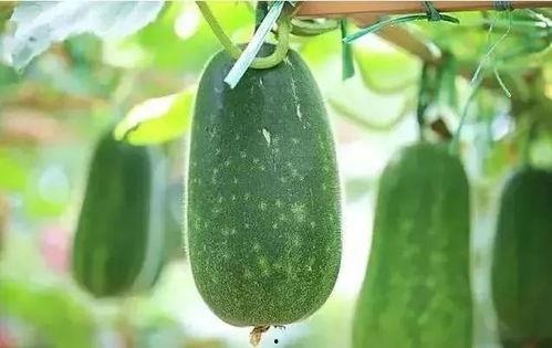 五种吃瓜,解锁夏日清凉新体验