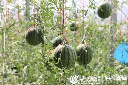 吃瓜视频51,带你领略网络娱乐新潮流