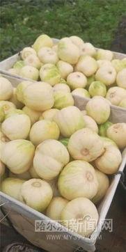 吃瓜巅峰图片大全,盘点那些让人捧腹大笑的搞笑图片