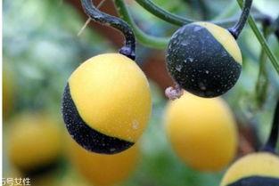 沙漠吊瓜怎么吃,独特风味与多样食用的探索之旅