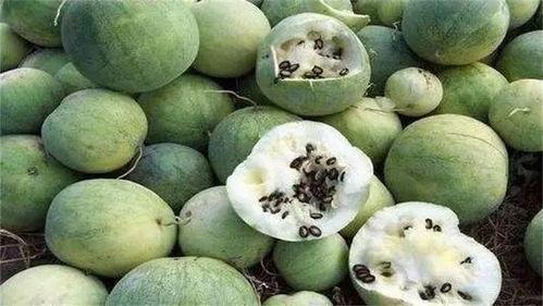 沙漠吊瓜怎么吃,独特风味与多样食用的探索之旅