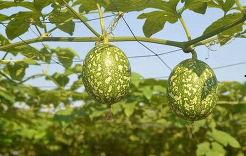 沙漠吊瓜怎么吃,独特风味与多样食用的探索之旅