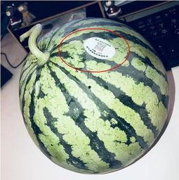 网红吃瓜系列,娱乐圈幕后故事一网打尽