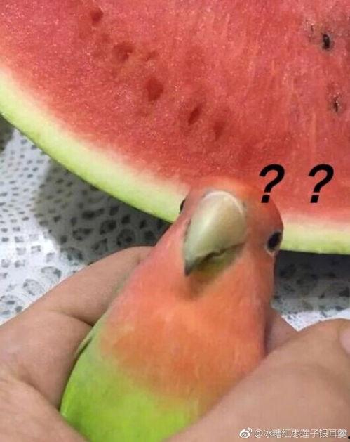 网络上吃瓜事件,揭秘网络舆论的狂欢与反思