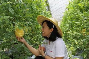 青州城西吃瓜,夏日消暑美食之旅