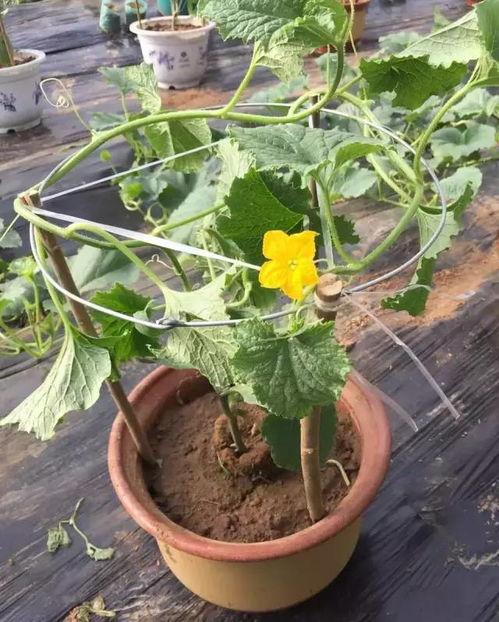 青州城西吃瓜,夏日消暑美食之旅