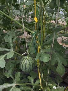 田经理吃瓜,一场别开生面的职场趣事