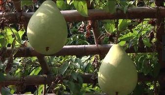 田经理吃瓜,一场别开生面的职场趣事