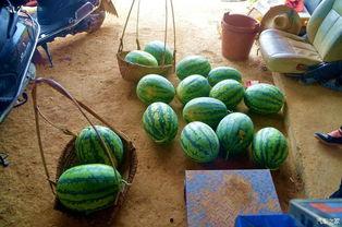 田经理吃瓜,一场别开生面的职场趣事