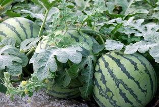 不是吃瓜是,为何“吃瓜群众”不再只是旁观者？